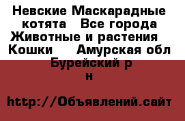 Невские Маскарадные котята - Все города Животные и растения » Кошки   . Амурская обл.,Бурейский р-н